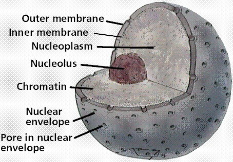Çekirdek (Nukleus) Çekirdek, çekirdek membranları adı verilen çift membrandan oluşan bir yapı ile çevrelenerek hücre sitoplazmasından ayrılmıştır.
