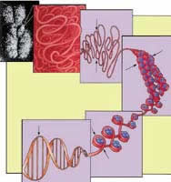Ökaryotik DNA organizasyonu kromatid Çekirdeğin büyük bir kısmını kromatin iplikleri