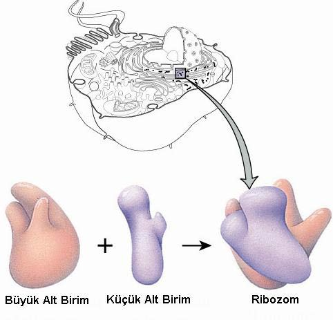 Ribozomlar Ribozomlar, protein sentez organelleridir ve bütün canlı hücrelerde bulunurlar. Ribozomların % 60-65 i rrna lar, % 35-40 ı ise proteinlerden oluşur.