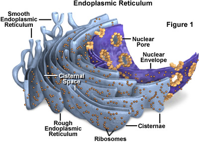DER Çekirdek Düz ER (DER) Endoplazmik retikulum Çekirdek porları Çekirdek zarı Lizozom Vakuol GER Transport vezikülü Golgi Plazma membranı Granüllu ER