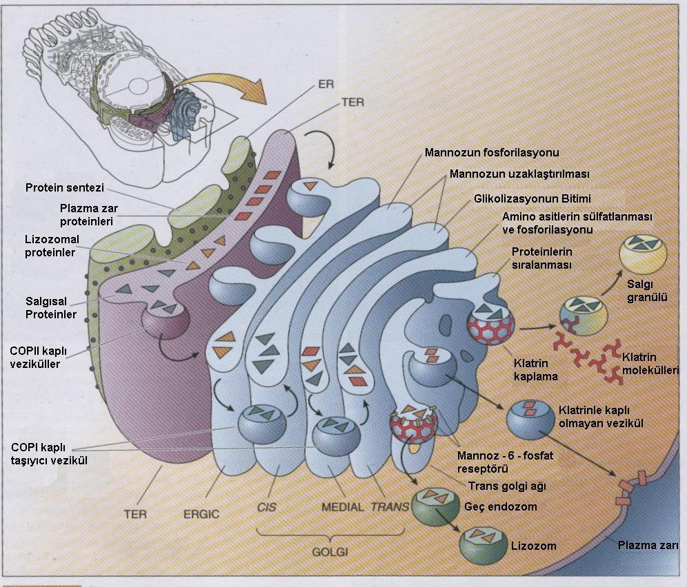 Golgi sistemi Endoplazmik retikulumdan gelen proteinlerin ileri modifikasyonları (sülfat, lipit, karbohidrat bağlanması) ve hücre içinde gideceği organele göre