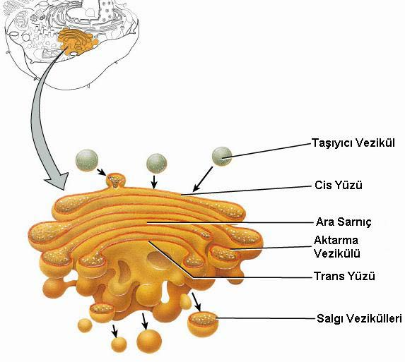 Hayvan hücrelerinde hücre çekirdeğinin, sentrozomun veya hücre merkezinin yakınına asimetrik olarak yerleşen Golgi sistemi cis, medial ve trans bölümlerinden meydana