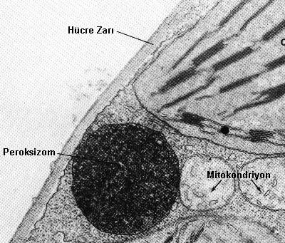 Peroksizomlar Katalaz H 2 O 2 H 2 O + ½ O 2 Ürik asit, amino asitler