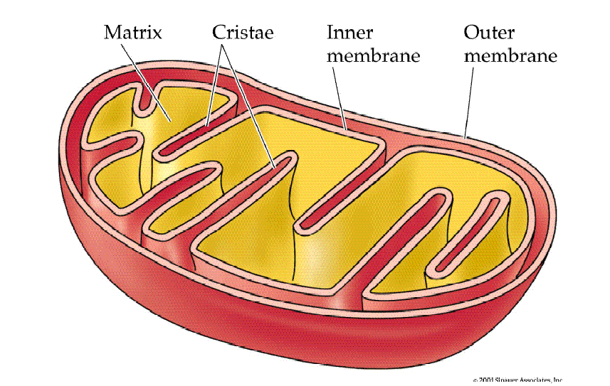 Membranlararası boşluk ile ayrılmış iki membrandan oluşmaktadır. Mitokondri iç membranının çevrelediği bölge matriks adını alır.