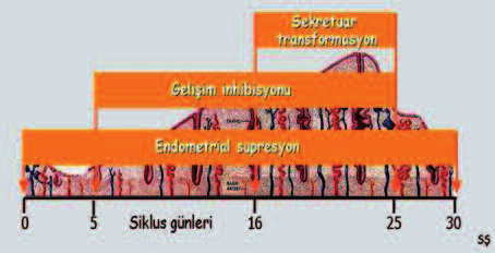 JİNEKOLOJİDE KULLANILAN ÖSTROJEN VE PROGESTİNLER PROGESTİN İNTOLERANSI Progestin kullanımında görülen yan etkiler Tablo 14 te gösterilmiştir.