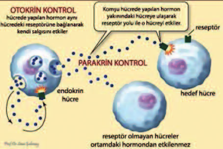 ŞEKİL 1: Endokrin kontrol. Spesifik bir dokuda yapılan hormonlar, kan yolu ile etkili olacağı hedef hücreye taşınırak etkili olur. (Renkli hali için Bkz. http://jinekolojiozel.turkiyeklinikleri.