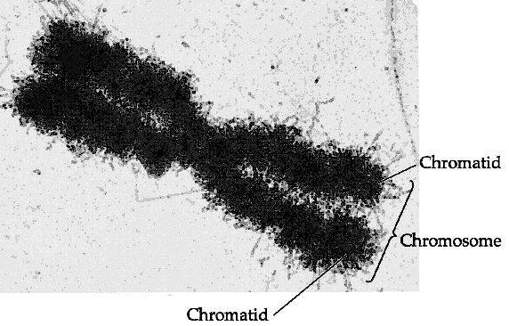 kromatidden