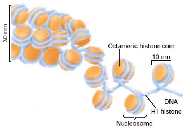30 nm Kondanse form Nukleosom