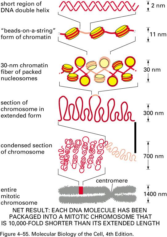 Chromatin Packing