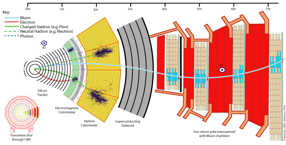 CMS algıcının kesiti Tracking + Ecal + Hcal + Muons for h <2.