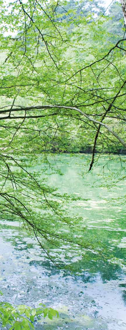 BATI KARADENİZ in YEŞİL YÜZÜ Topraklarının yarıdan fazlası ormanla kaplı olan Bolu, Batı Karadeniz bölgesinin yeşil yüzü.