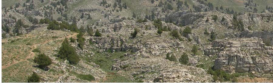 Sedir ormanları, beşeri tahribatlardan en çok etkilenen ağaç türlerindendir. Bu nedenle sedir kalıntılarına dar alanlarda da rastlamak mümkündür.