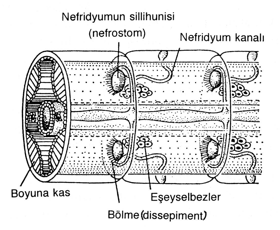 CANLILARDA BOŞ ALTIM VE BOŞ ALTIM Sİ STEMLERİ 173 Halkalı solucanlarda ise boşaltım organları segmental sıralanmış nefridiumlardır. Her segmentte bir çift nefridium bulunur.