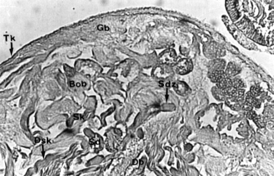 Testis folikülleri erkek üreme sisteminin en önemli yapılarıdır ve içlerinde spermatogenezin farklı safhalarını oluşturan serbest ve paketlenmiş hücre grupları bulunur.