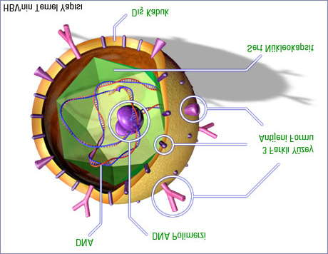 2. GENEL BİLGİLER 2.1. Viroloji HBV, hepadnavirüs ailesinin bir üyesidir.
