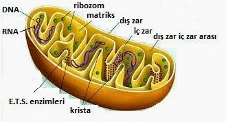 Mitokondri Mitokondri, ökaryot hücrelerde ATP üretimini sağlayan organeldir. Bir hücrede, hücrenin metabolik aktivitesine göre farklı sayılarda bulunabilir.