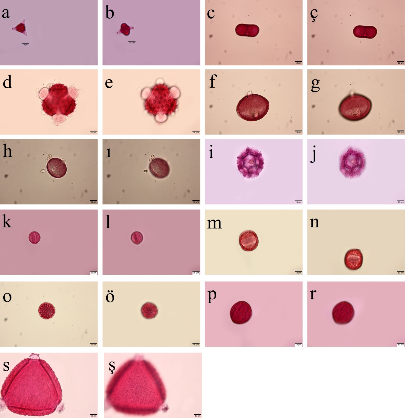 Çıtak ve ark., Nisan (2016) 42 (1): 42-56 Şekil 1. Işık mikroskobu görüntüleri. (a-b) Bupleurum rotundifolium (c-ç) Echinophora spinosa (d-e) Carduus nutans (f-g) Centaurea urvillei subsp.