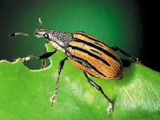 Bu yüzden de Bu hortumlu böcek türü de k fl uykusuna yat yor. türünün yaflam alan ndaki koflullar, belirli zaman aral klar nda bu canl lar olumsuz yönde etkiler.