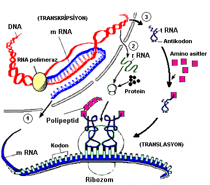 Kısaca: Genetik şifrenin (kalıtsal bilginin)aktarım yönü X1- Nucleolus ta r-rna sentezlendikten sonra özel proteinlerle birleşerek ribozom alt birimlerini meydana getirirler.