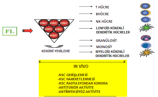 dönüşmek üzere planlanmış CD34 negatif hücrelerin küçük bir kısmıyla sınırlıdır (63, 64). Şekil 2.3 FL in biyolojik aktivitesi, Wodnar-Filipowicz (46) den alınmıştır.