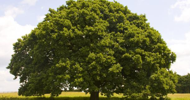 Sınıf Takım Familya Angiospermae Magnoliopsida