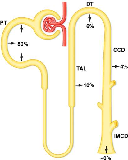 Segmental HCO3 reabsorpsiyonu Bruce M.