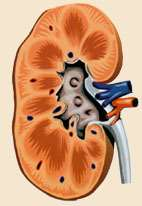 Uretero-ileostomi Normal Anion