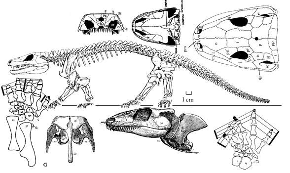 Seymouria baylorensis Seymouria, cotylosauri nın bir üyesidir.