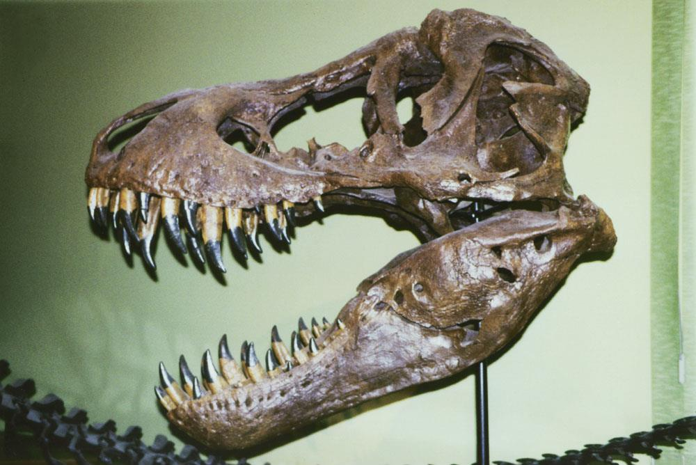 Tyrannosaurus kafatası, Tyrannosaurus Bir