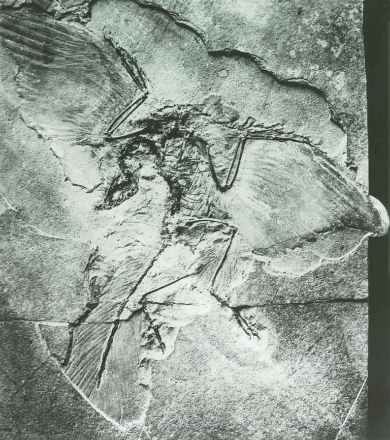 Kuş fosili, Archaeopteryx Solnhofen kireçtaşı, Almanya, Jura Uzun kuyruğu ve