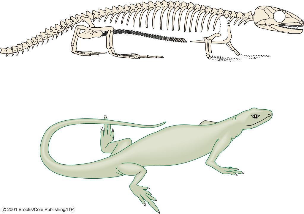 En yaşlı bilinen Reptil/Sürüngenlerden biri Pensilvaniyen/Karbonifer (315 my önce) Dönemi'ne ait Hylonomus lyelli iskeleti ve