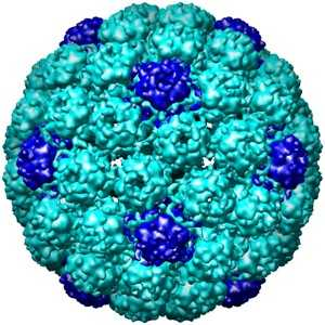 Polyomavirüs (BK ve JC) Toplumun %50-90 ı 10 yaşından önce seropozitif.