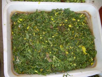 Tagetes erecta köklerinin a) parçalanması b) saksı toprağına karıştırılmış hali.