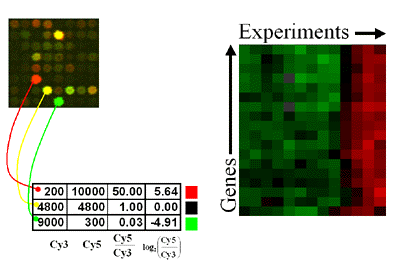 Processing the data For each experiment, spot intensities are translated into fold changes and