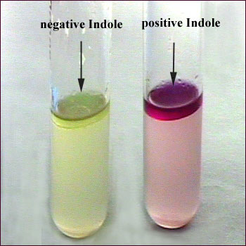 15 İndol testi Bu test, mikroorganizmaların bir aminoasit olan triptofanı ayrıştırarak indol meydana getirebilme yeteneğini belirlemek için kullanılır.