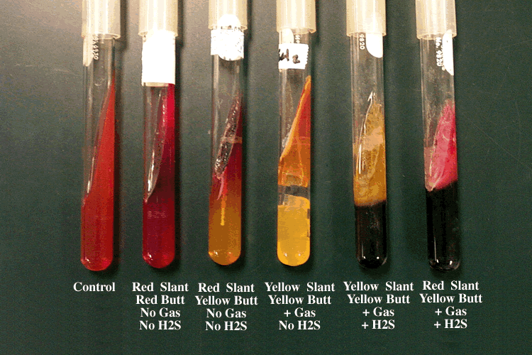 Triple Sugar Iron (TSI) Agar Dipte sarı renk: Glikozdan asit