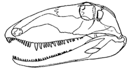 Pelycosauria dişleri therapsid reptillere köken olmuştur.