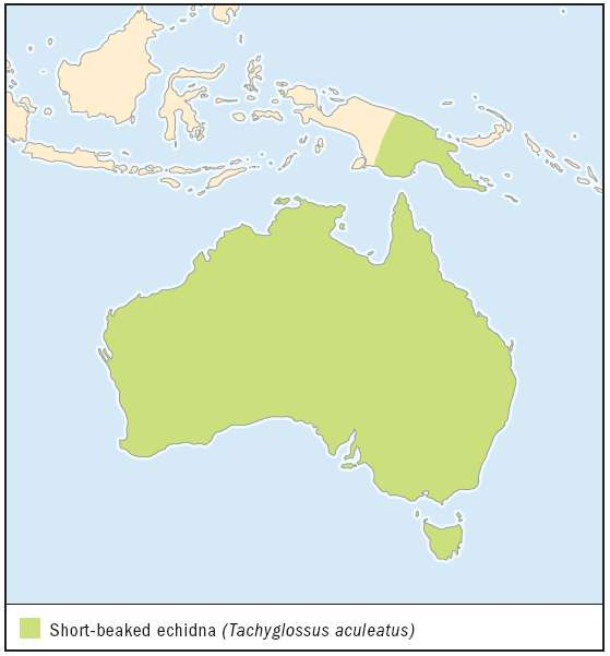 Echidna (Tachyglossus)