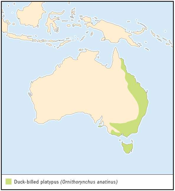 Ornithorynchus