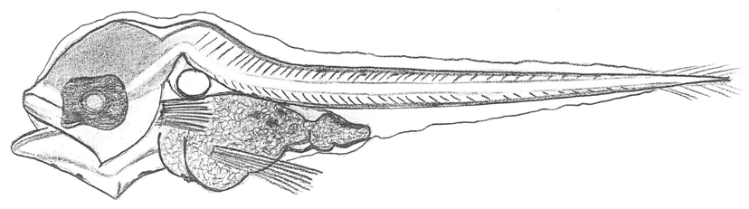 77 Syngnathus acus (22.