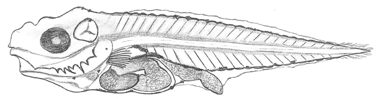 9 mm)