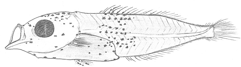 mm) Diplodus