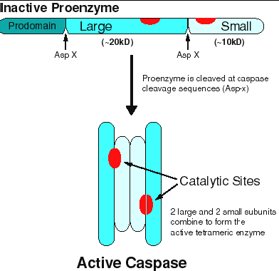 kaspazların 3 boyutlu yapısı tespit edilmiş olup 2 heterodimer, 2 geniş subunit tarafından çevrelenmiş 2 komşu küçük subunitle karşı yönde bir tetramer oluşturur.