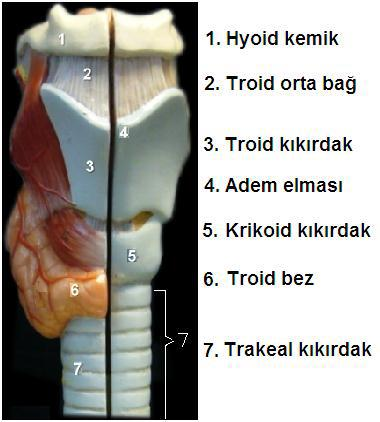 Larynxin tek kıkırdakları Cartilago epiglottica (yaprak kıkırdak) Yaprak şeklinde olup dil kökü ile os hyoideum un arkasında ve vestibulum larynxinde önünde bulunur.