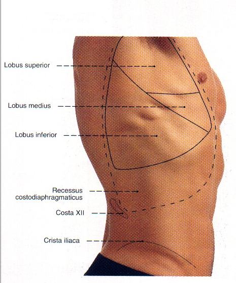 Lobların muayenesi Linea axillaris media da sağ akciğerin üç lobu birden dinlenir. 4.
