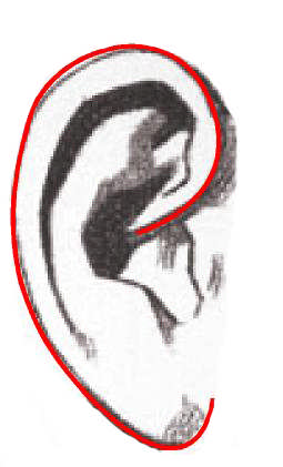 2.1. Kulak Çizimi Kulak dalgalı kıvrımlardan oluşmuş karmaşık bir yapıya sahiptir.