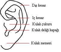 Kulağı boylamasına 3 parçaya böldüğümüzde; birinci kısım, kulağın üst kenarından (kulak kepçe kısmı da dediğimiz) kulak çukuru başlangıcına kadarki kısımdır.