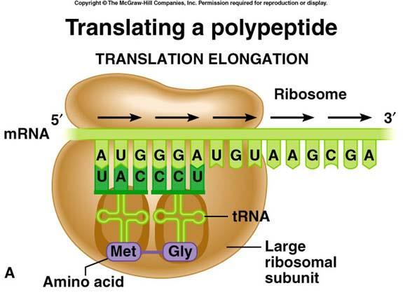 Peptidil