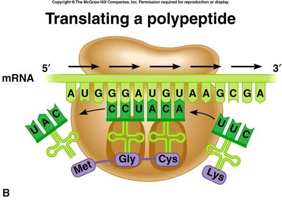 translokasyon