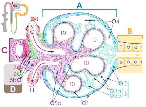 Efferent arteriol duvarlarındaki hücrelerin glomerüle yakın olan bölümünde granüllü epiteloid hücreler olarak seçilir.